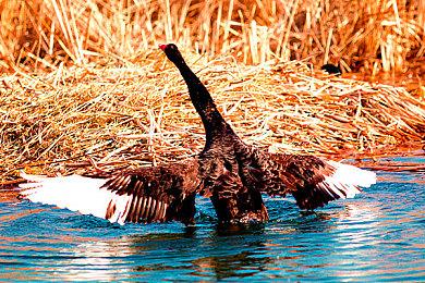 英国周榜：《瑞奇与叮当：分离》夺冠